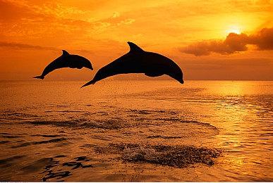 《龙珠：电光火石0》新角色公布比鲁斯维斯等参战